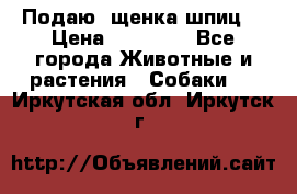 Подаю. щенка шпиц  › Цена ­ 27 000 - Все города Животные и растения » Собаки   . Иркутская обл.,Иркутск г.